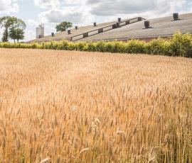 Broceliande filière porc BIO Broceliande filière porc BIO