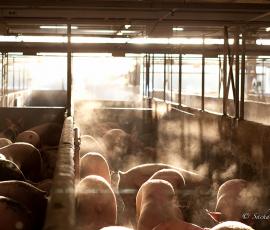 Broceliande filière porc BIO Broceliande filière porc BIO