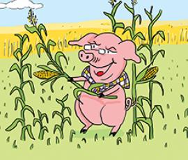 Broceliande filière porc BIO Broceliande filière porc BIO