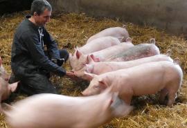 Broceliande filière porc BIO Broceliande filière porc BIO