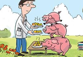 Broceliande filière porc BIO Broceliande filière porc BIO